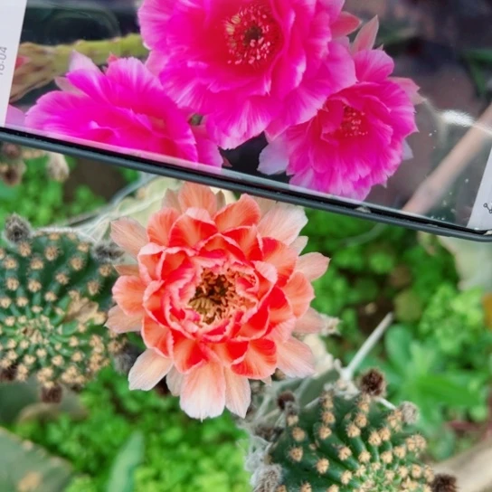 207丽花美花6歪无根侧芽2一3公分左右