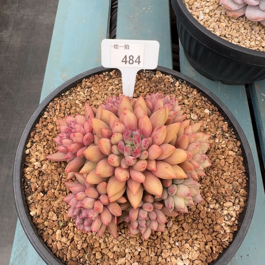 s****解忧一物一拍484号