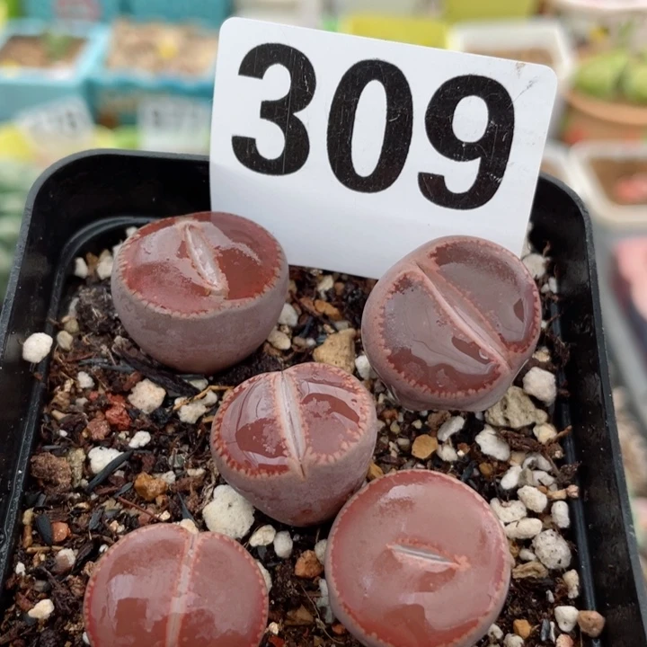 309比利时ko带盆