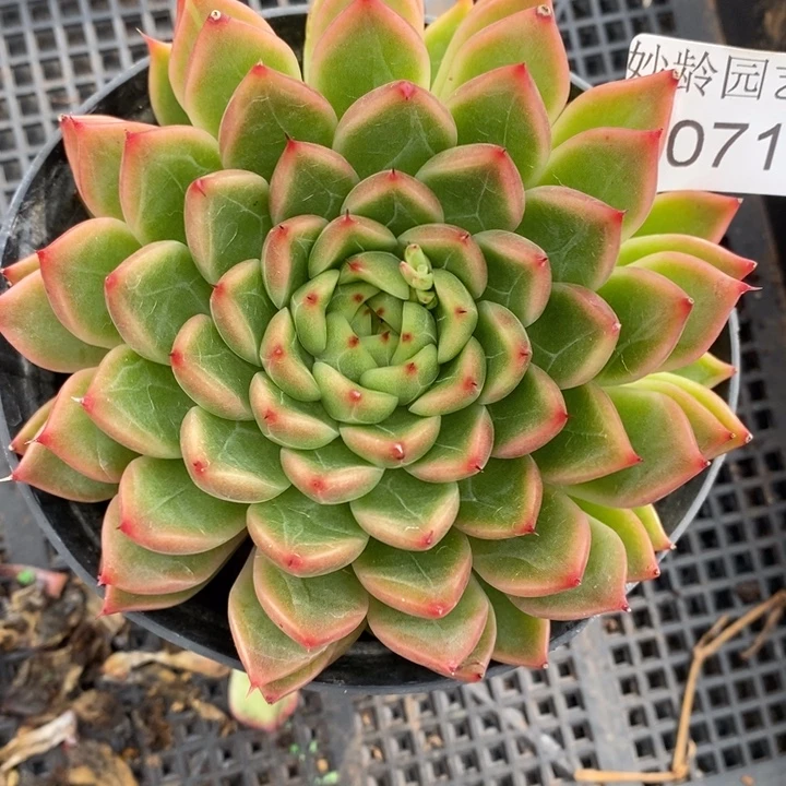 1071杂交老桩基地～10厘米