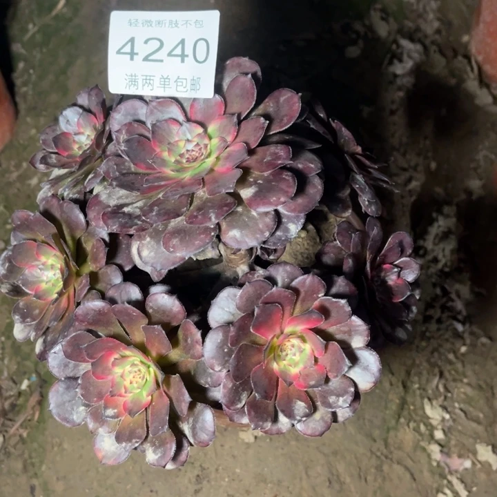 4240烟花的人多肉的