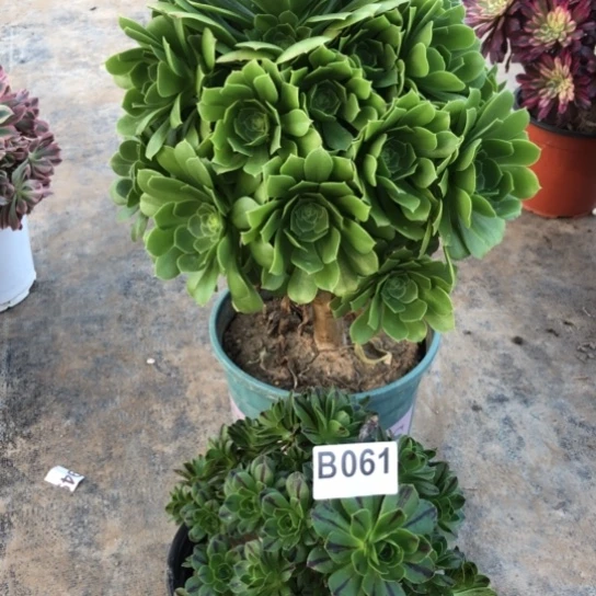 法师多肉植物日**星法师59.61