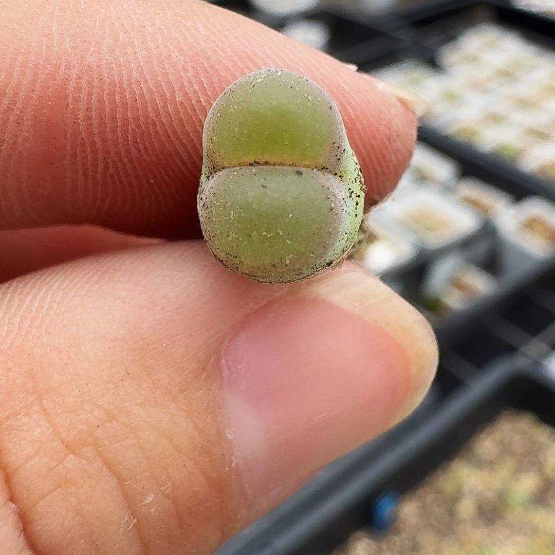 无花朵多肉植物136