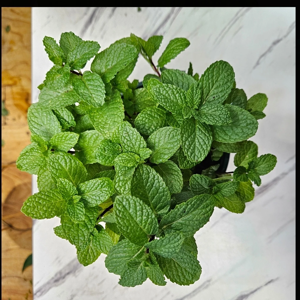 （买一送一）薄荷栽留兰香苗室内外种植驱蚊提神四季常青绿植