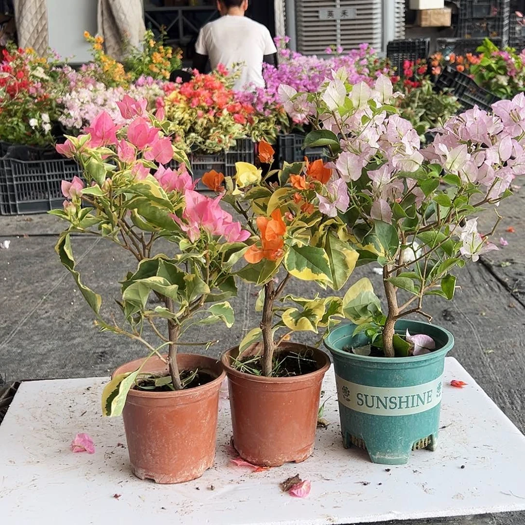 大部分花苞少量开放蜡染粉，橙冰、丽娜组合