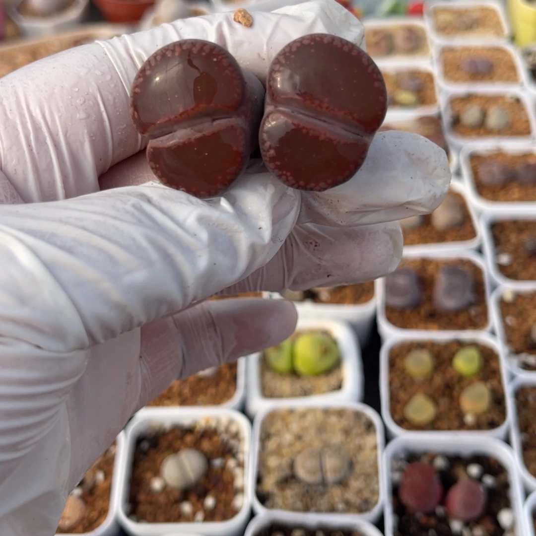 多肉植物一物一拍7