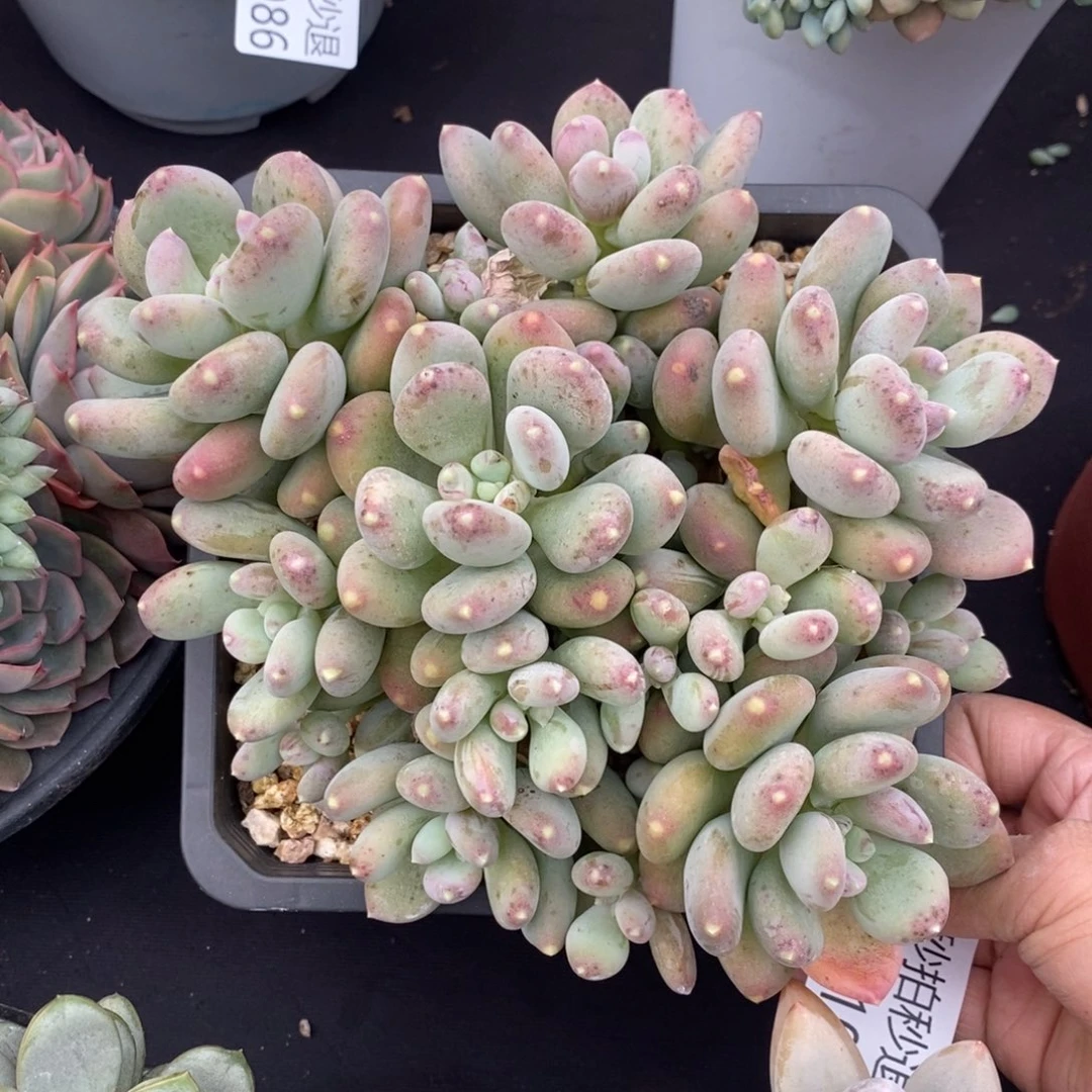 两单包邮1105-101咖啡美人