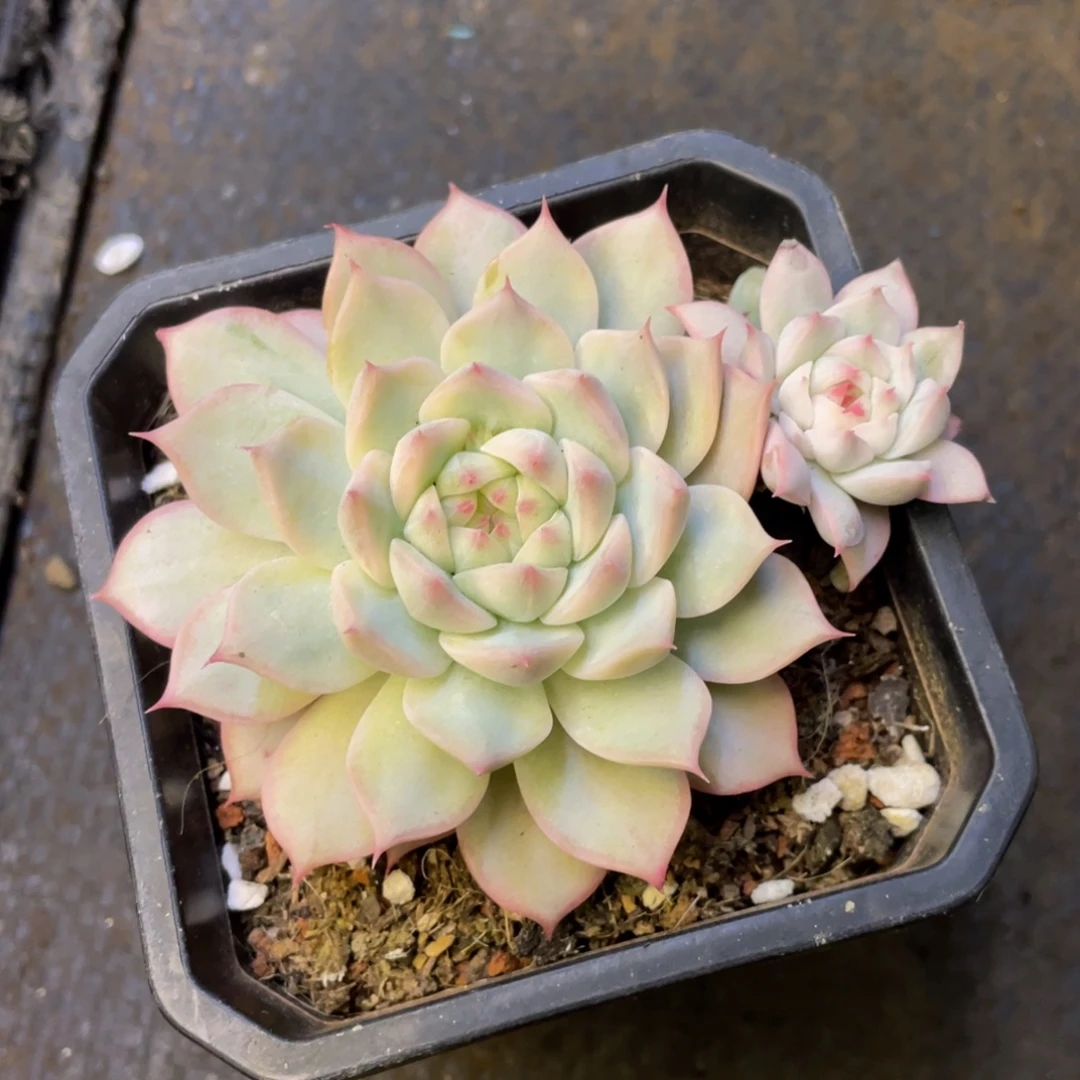 白***白多肉植物盆栽多肉