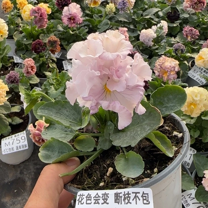 无花朵M767小苗默认苗晃零下5勿拍