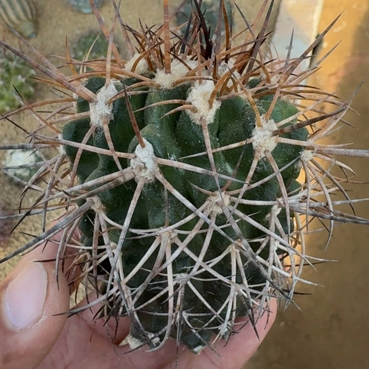 舞龙丸有根666666666