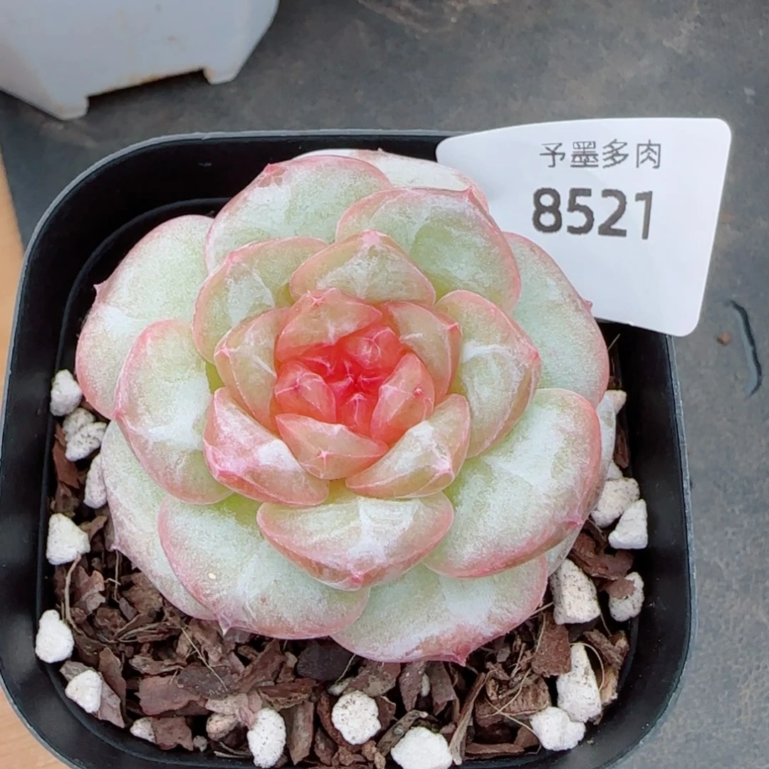 红莓，8521多肉植物