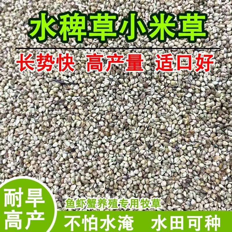 小米草种籽水草喂鱼草植物种子耐高温龙虾养殖专用草四季水淹养殖