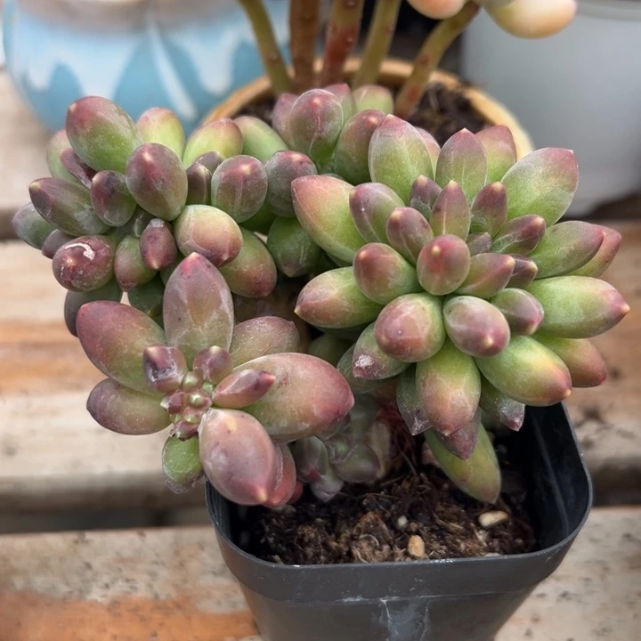千代田缀多肉植物