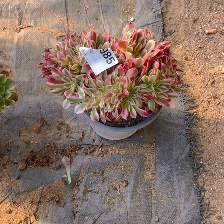 多肉粉女巫缀化985