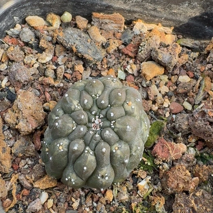 裸鄂大戟自根仙人球