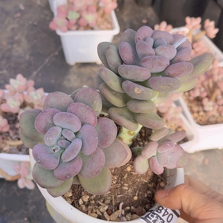 月美人0489多肉植物