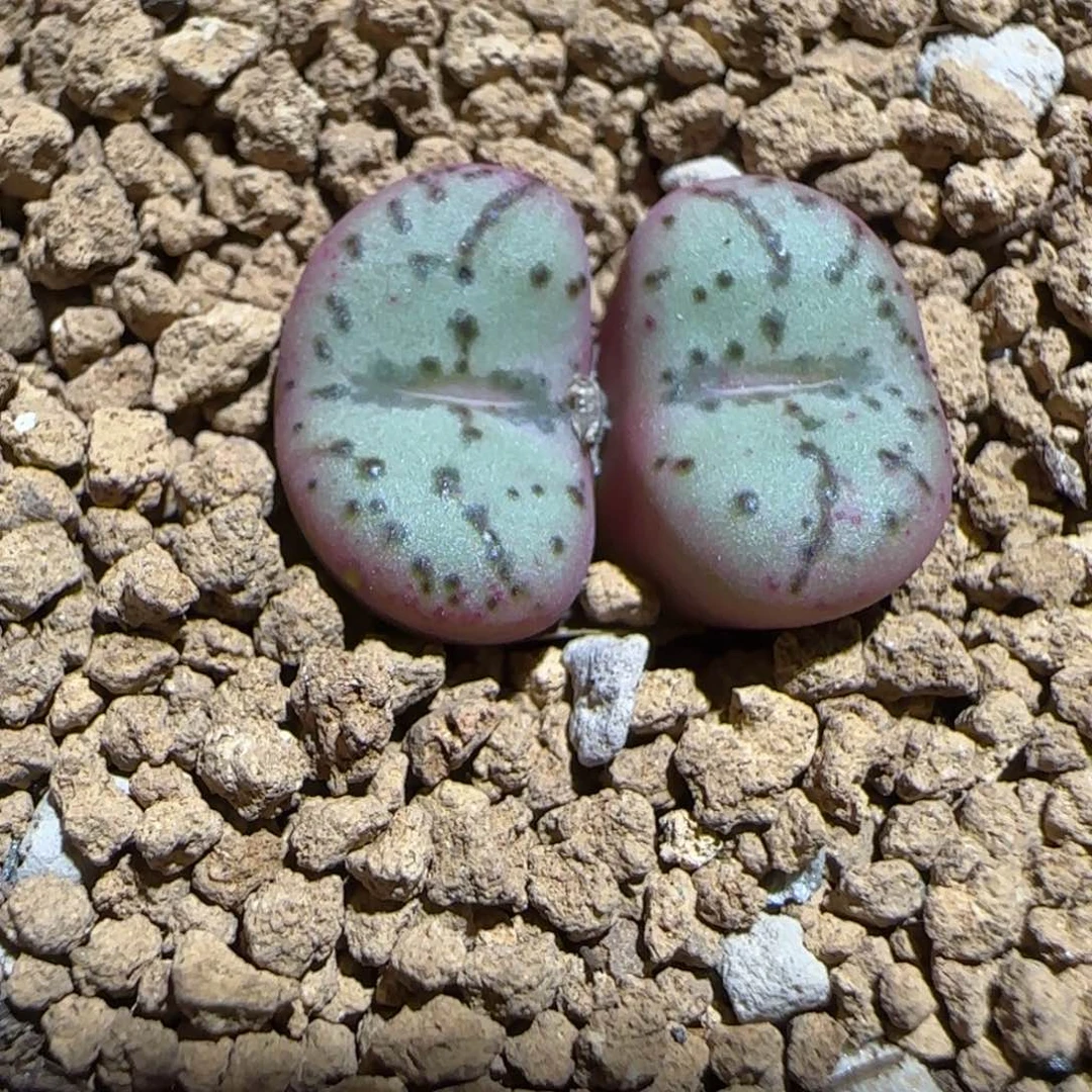 肉锥多肉植物组合-荷叶安贞1272