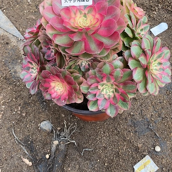 多肉植物火龙果693多肉