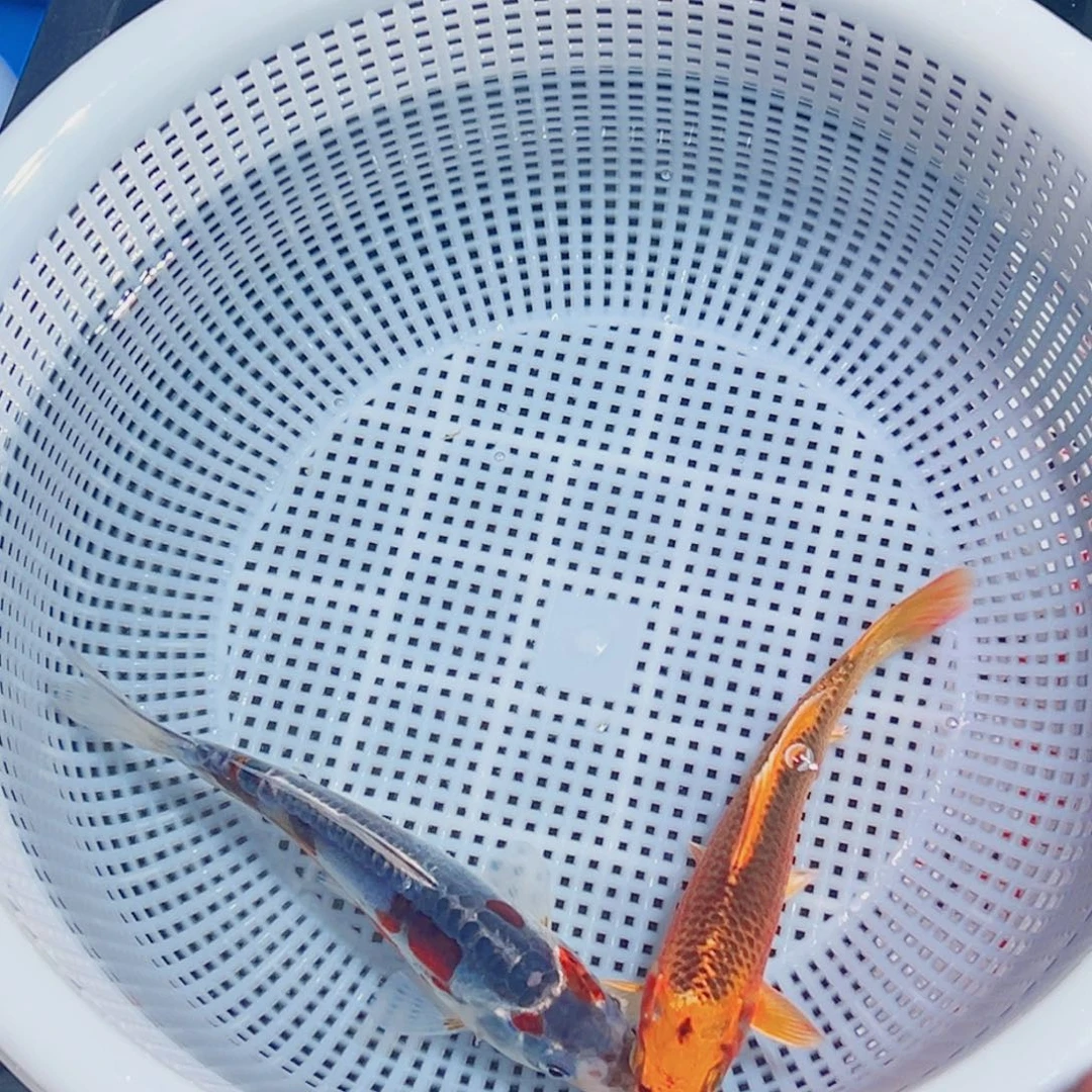 锦鲤锦鲤观赏鱼1111