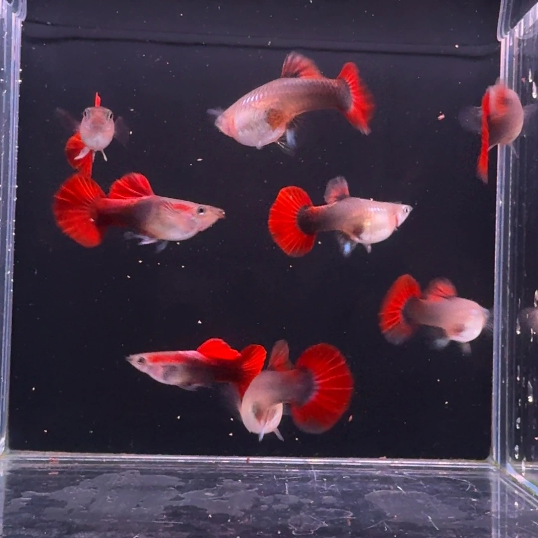 孔雀鱼折扇压成孔雀鱼