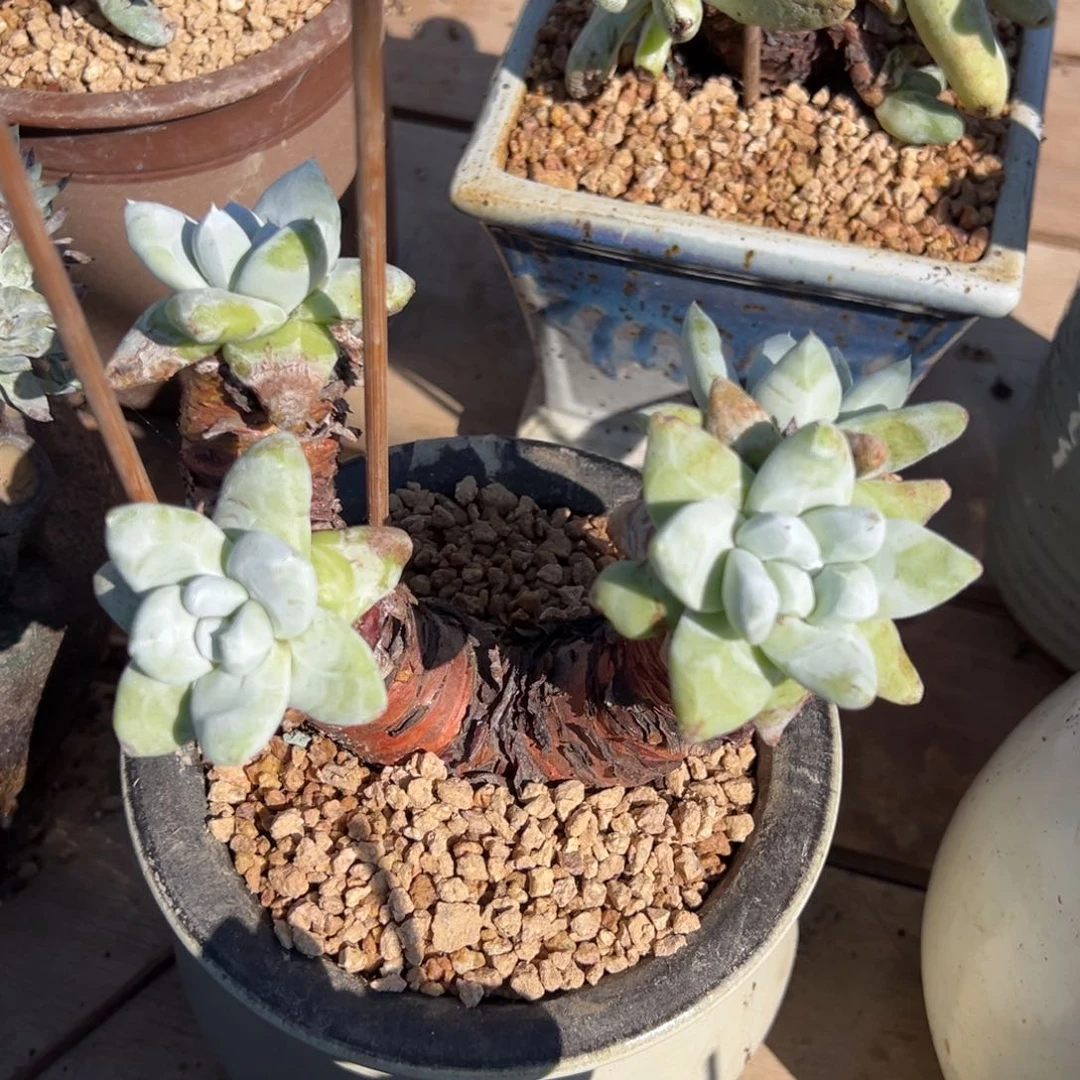 四头拇指哈哈哈哈哈哈哈多肉