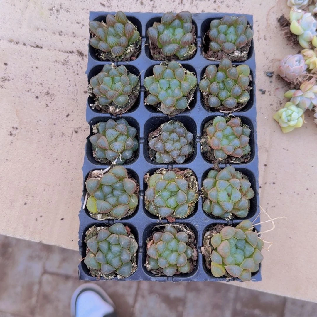 105孔玉露15颗优选量拍