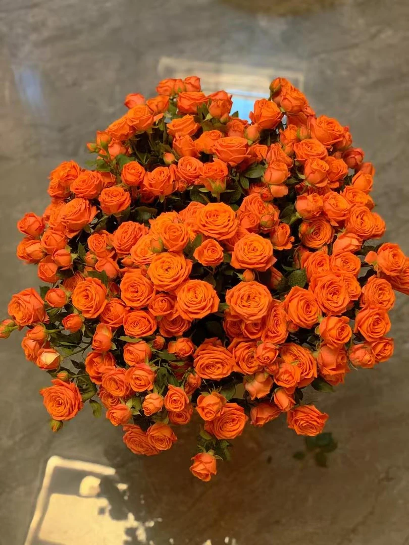 【橙芭比多头玫瑰】云南斗南鲜花基地