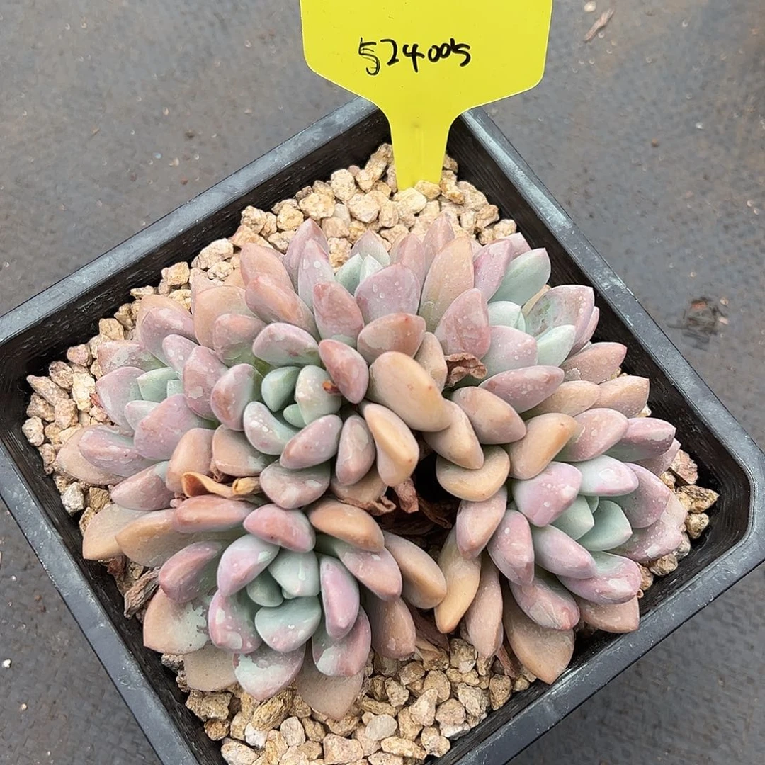 524005  花瓣露朵朵群无砍特价不售后