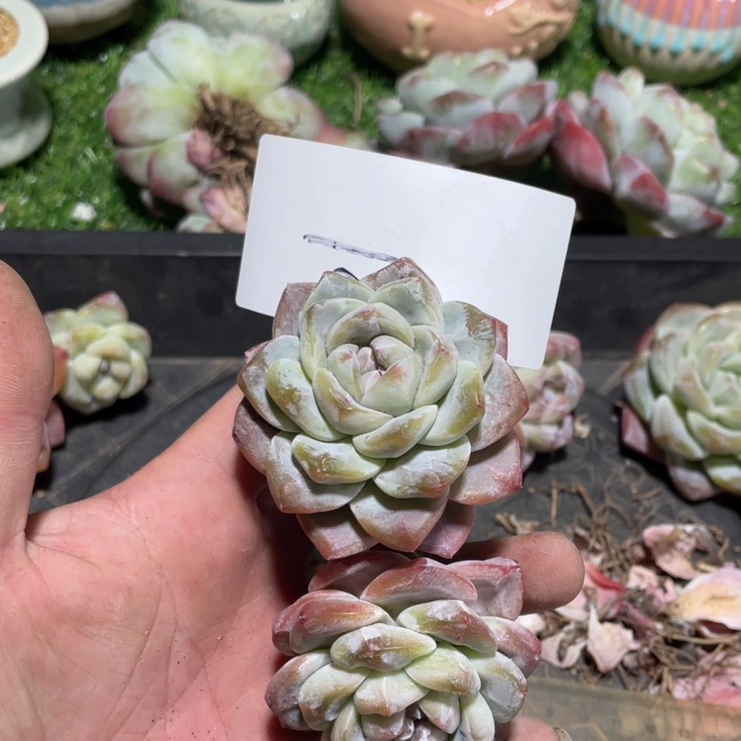 01专拍冰玉老桩大长腿