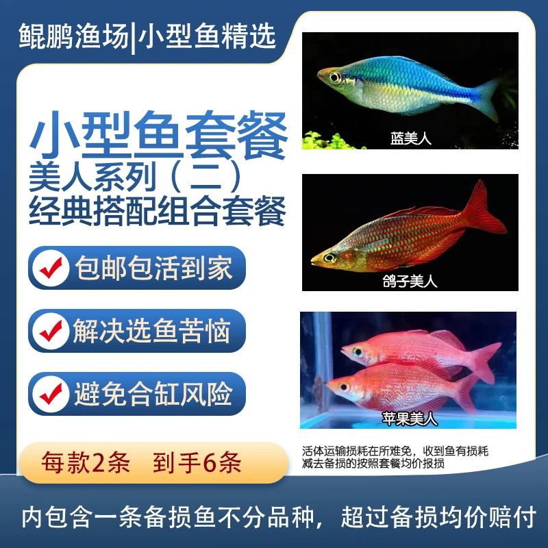 【美人套餐一】蓝美人、苹果美人、鸽子美人混发
