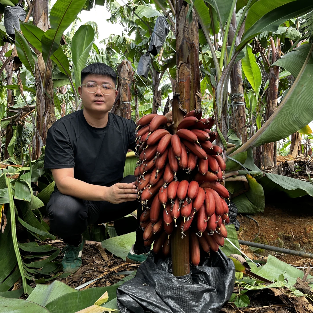 正宗广西红美人蕉/西贡粉蕉3/5斤软糯香甜自然熟蕉香浓郁无硬芯孕