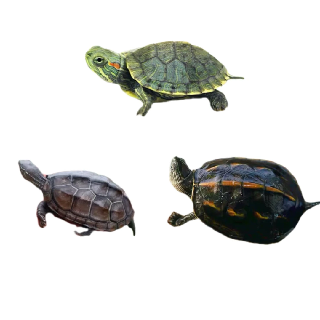 直播间一对一挑选龟