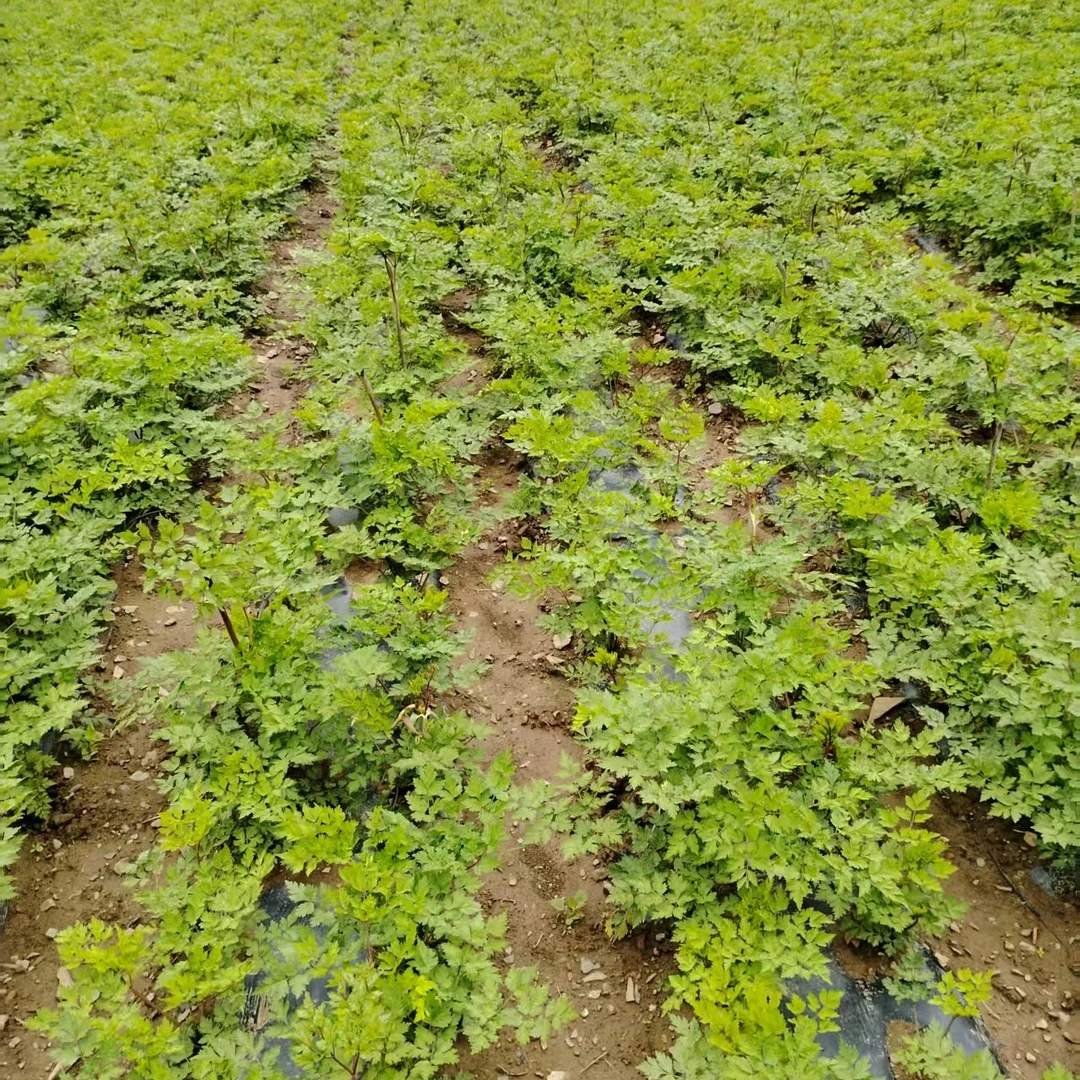 岷县无硫当归原条可煲汤泡水滋补养生中药材