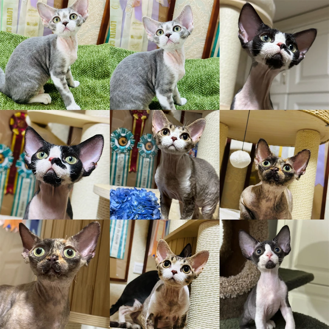 【annamommy】活体猫咪全款链接411