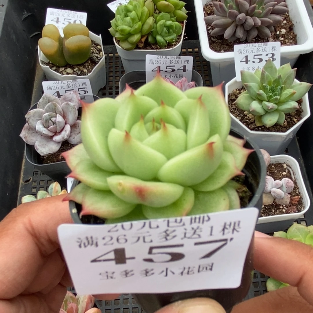 玉玲珑一物一拍满20包邮满26送一颗多肉