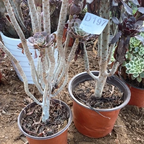 197两颗法师多肉植物