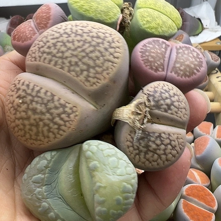 5457有伤长腿清货不售后