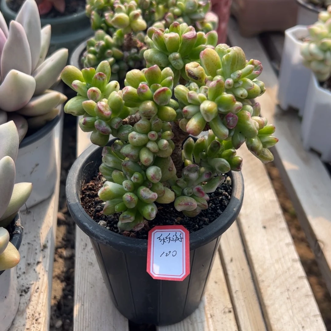 多肉植物多肉植物