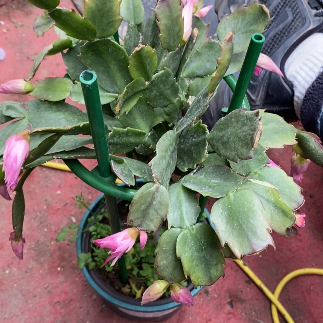 和***制完全开放福利款单层