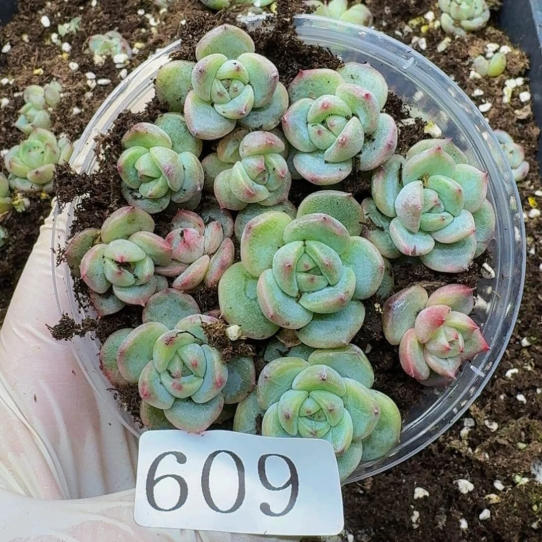 多肉植物多肉植物609