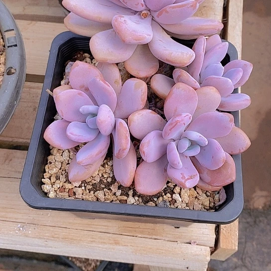 雪***3粉免多肉植物老桩大群