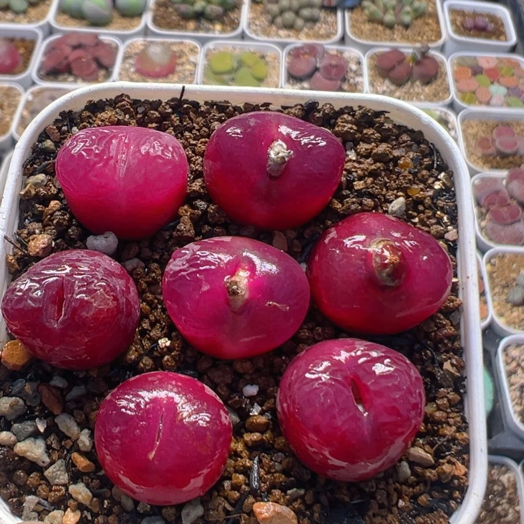 28多肉植物百科名片
