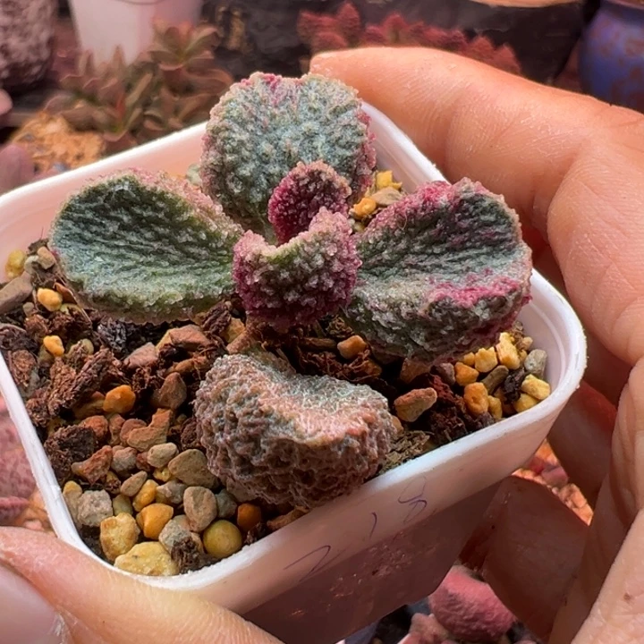 一物一拍，感谢支持