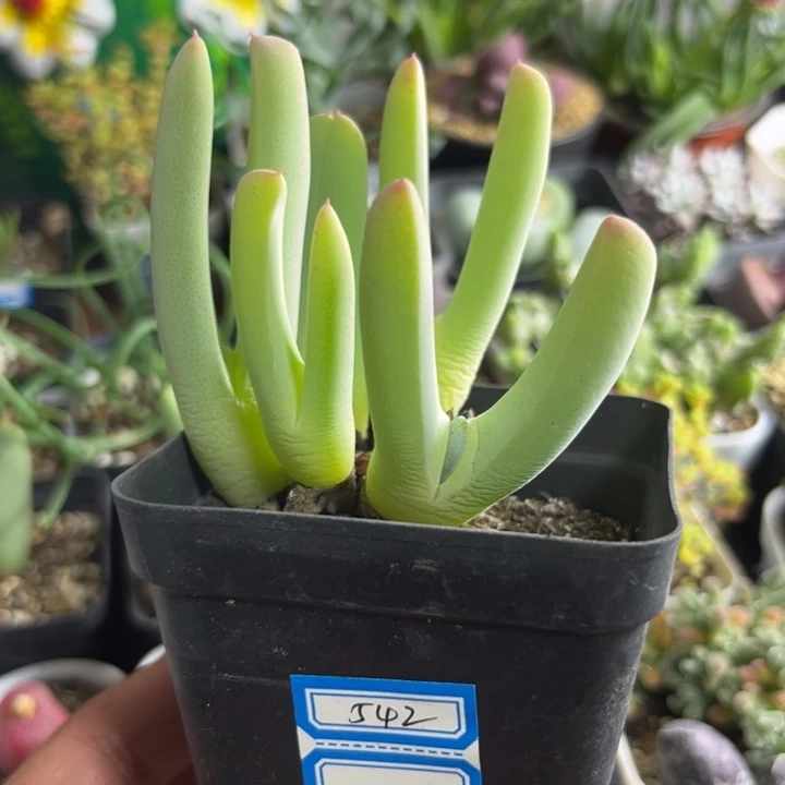 542 虾钳多肉植物