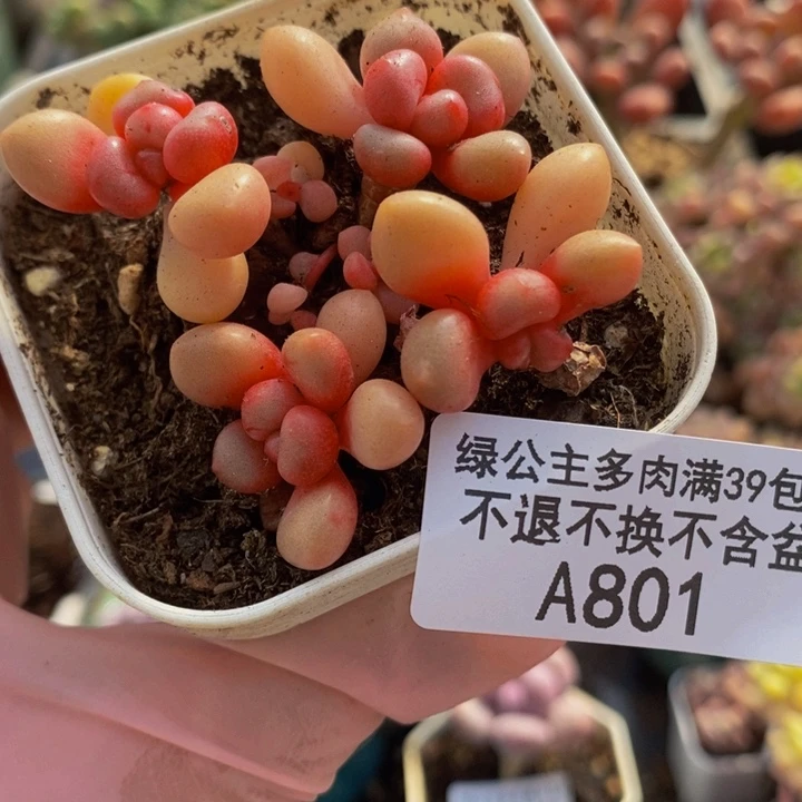 先锋派5cm801多肉植物