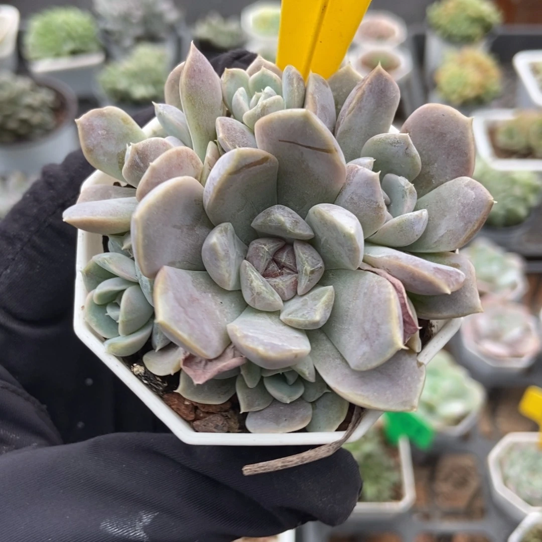 860汉堡多肉植物多肉