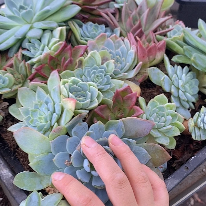 50 多肉植物盆栽花卉