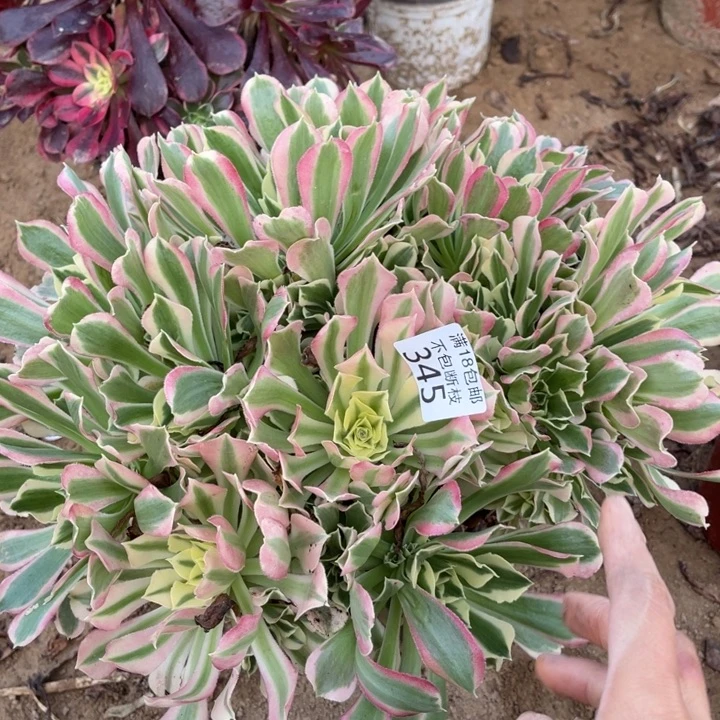 345白凤大绣球1号棚