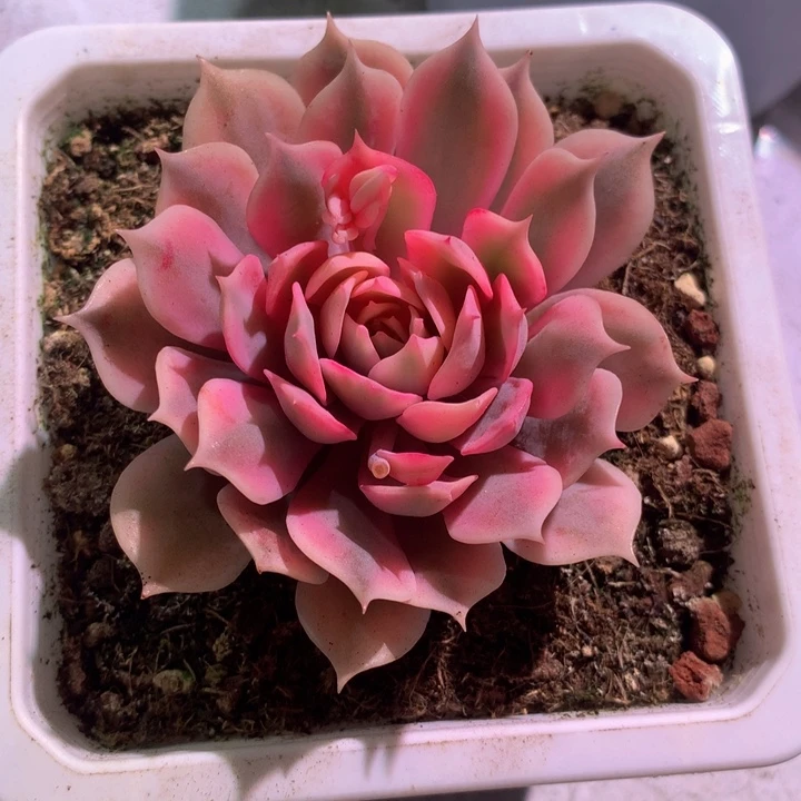 惠**主粉蝶锦，一物一拍