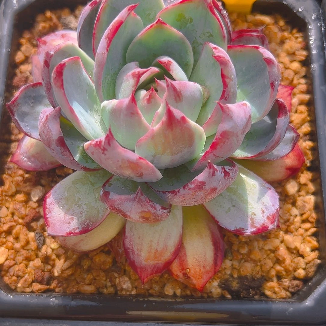 _*霖惊鸿仙子一物一拍3049号